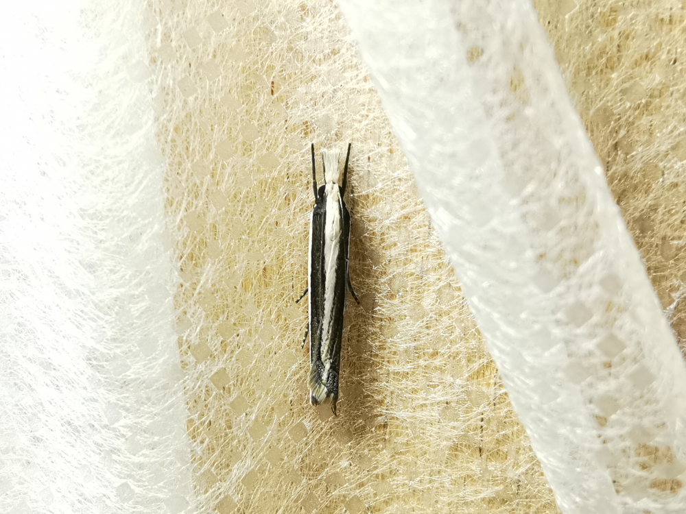  - Angustalius malacellus