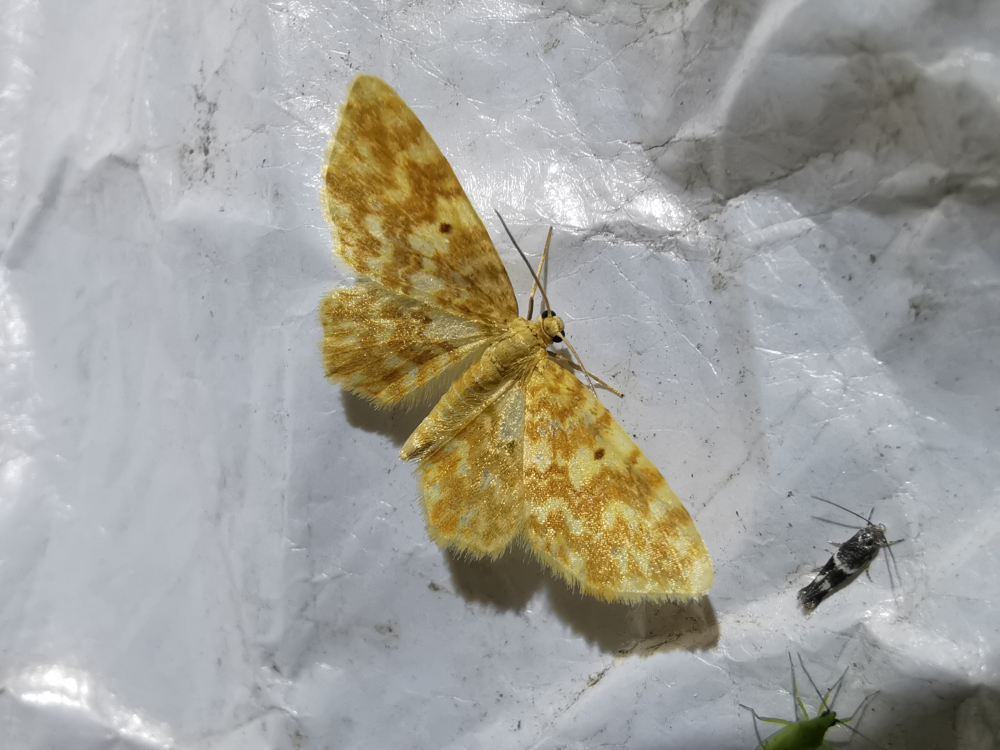 Avelaíña flameolaria - Hydrelia flammeolaria (Hufnagel, 1767)