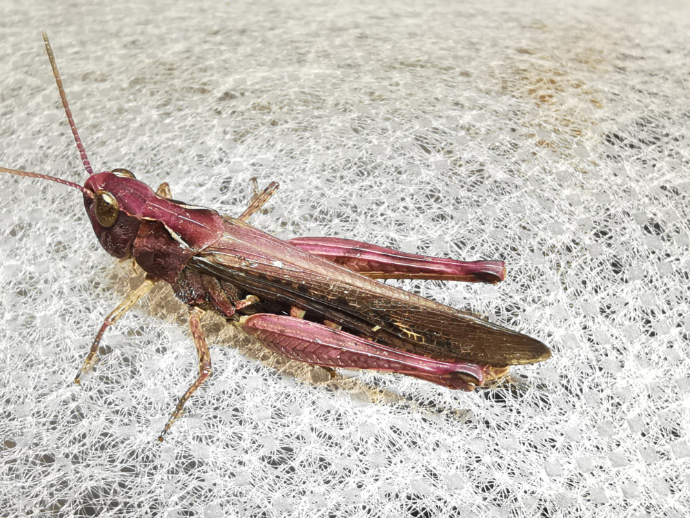 Saltón común - Chorthippus brunneus (Thunberg, 1815)