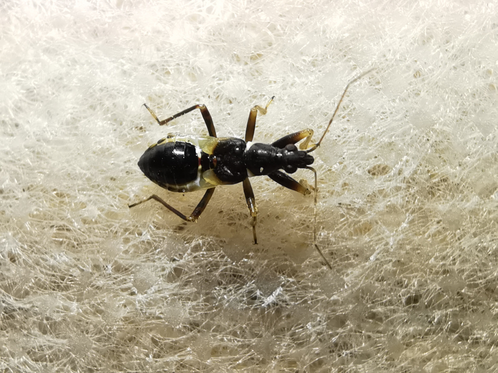  - Himacerus mirmicoides (O. G. Costa, 1834)