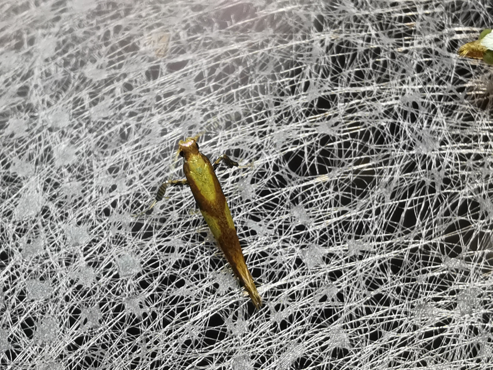  - Caloptilia Hübner, 1825