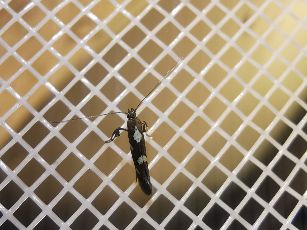  - Calybites phasianipennella