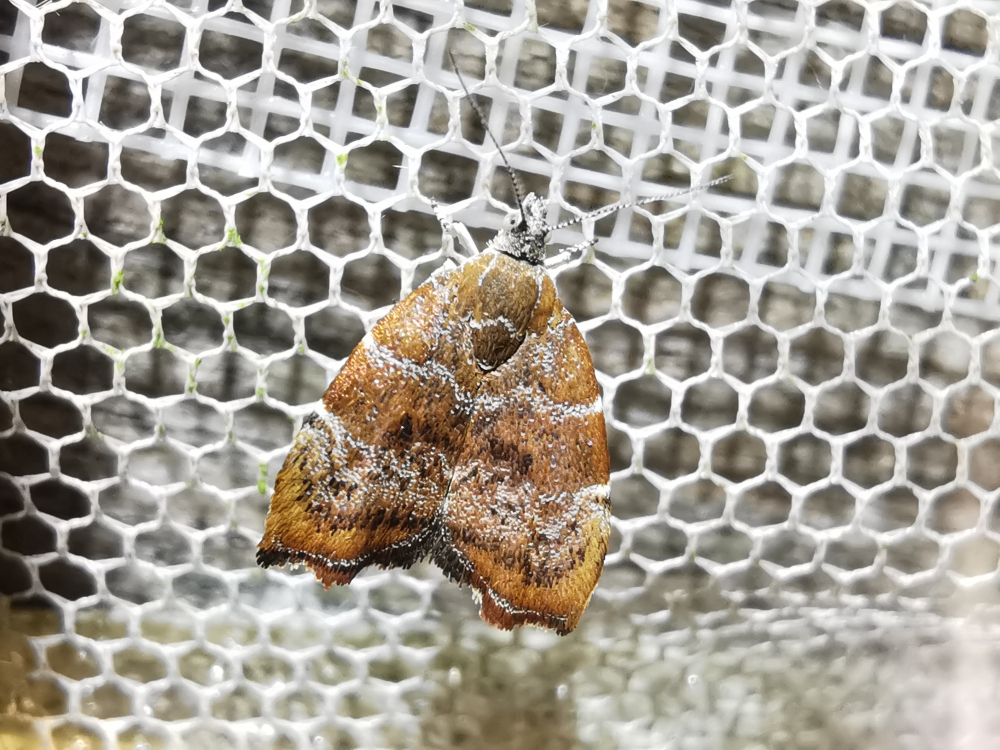 Velairiña da figueira - Choreutis nemorana ( Hübner , [1799])