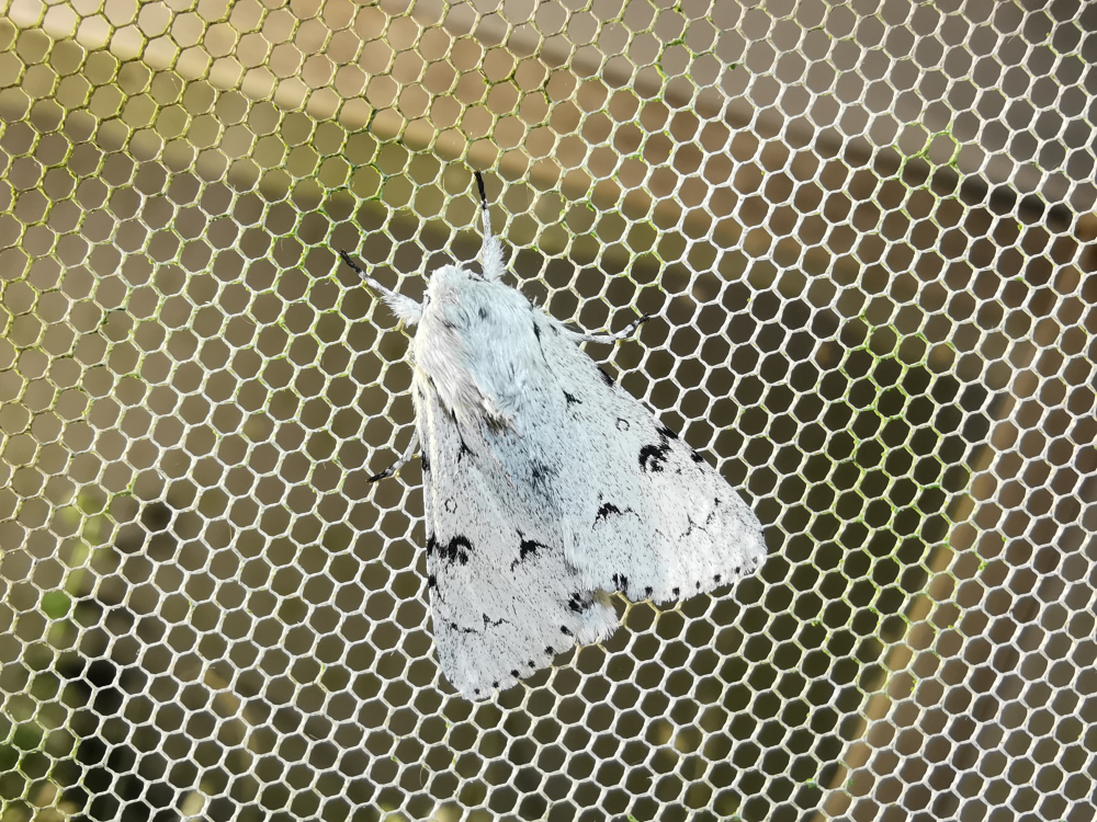 - Acronicta leporina (Linnaeus, 1758)