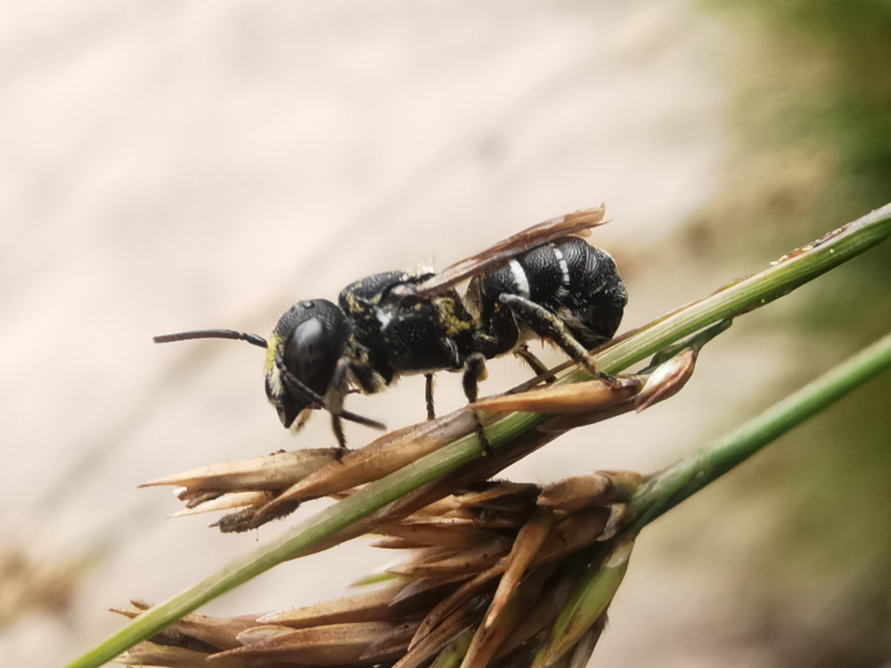 Abella furadora - Heriades Spinola, 1808