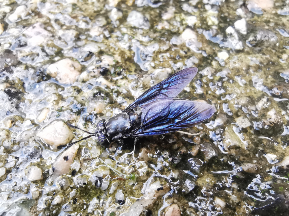 Mosca soldado - Hermetia illucens