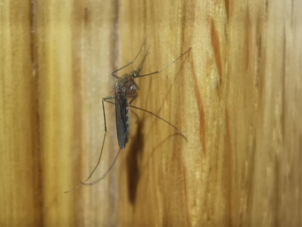 Mosquito común - Culex pipiens Linnaeus