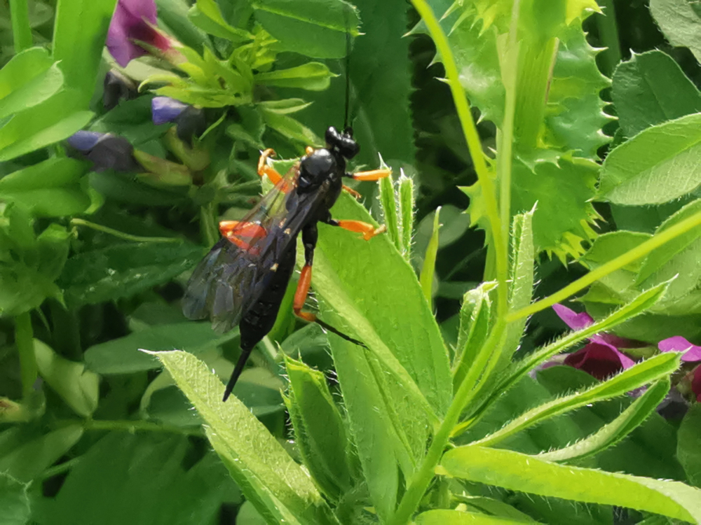 Vespa negra - Pimpla rufipes (Miller, 1759)
