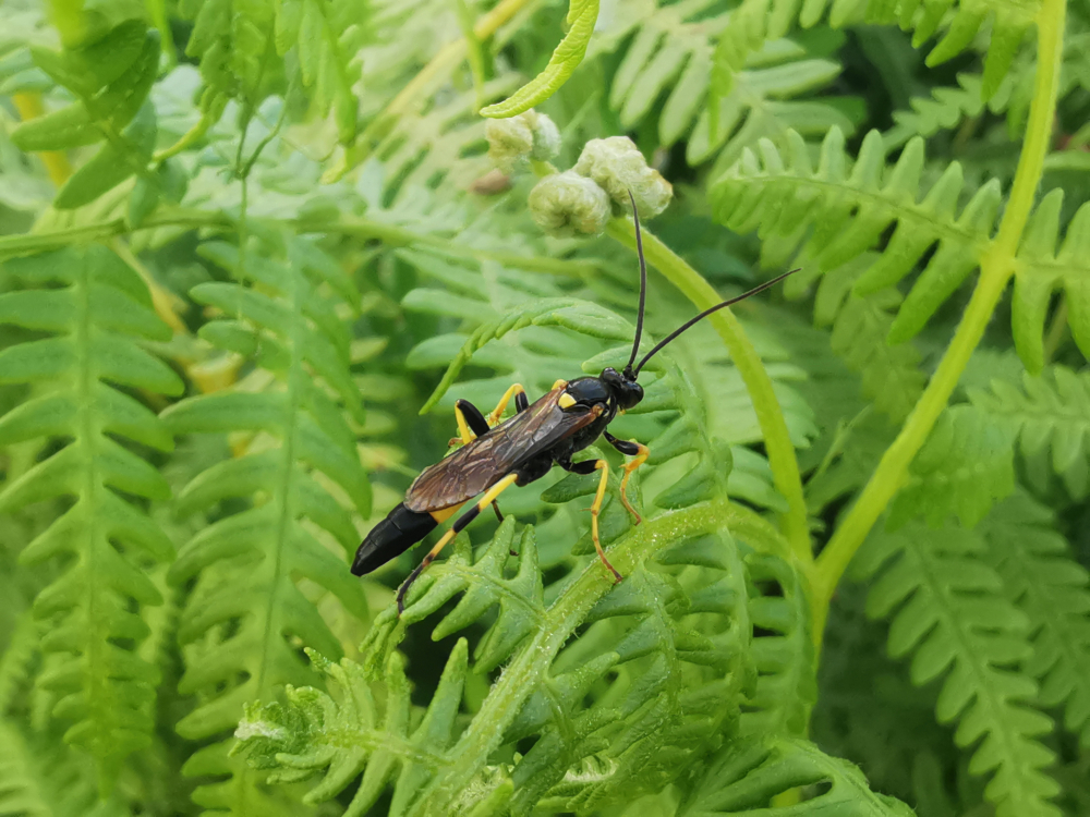  - Ichneumon Linnaeus, 1758