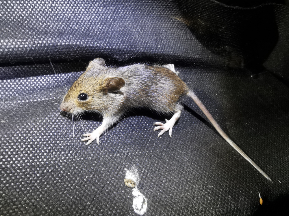 Rato do campo - Apodemus sylvaticus