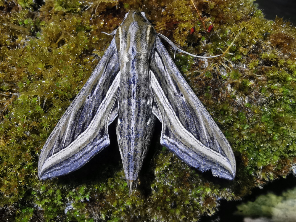 Esfinxe da vide - Hippotion celerio Linnaeus, 1758