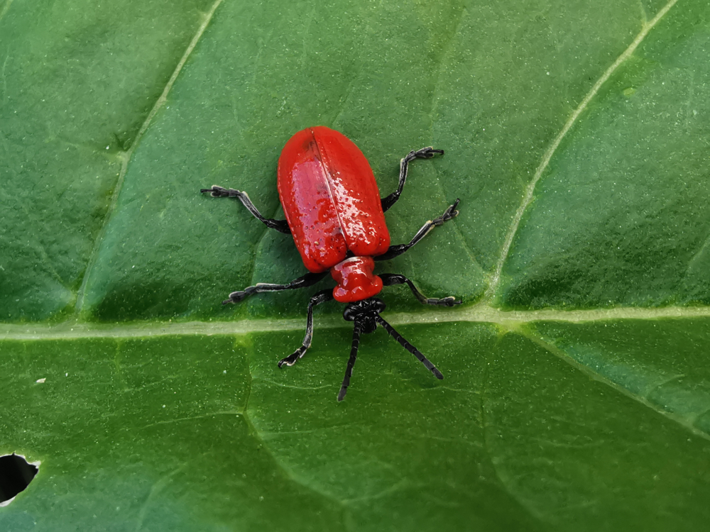Escaravello dos lirios - Lilioceris lilii