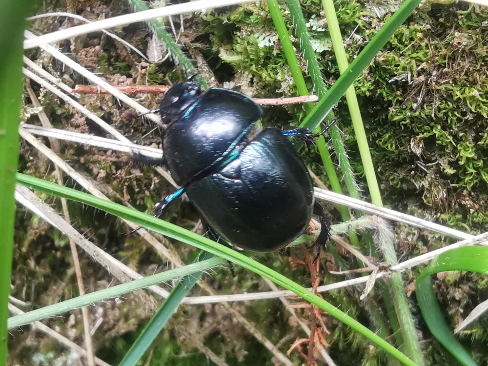 Esterqueiro do bosque  - Anoplotrupes stercorosus (L. G. Scriba, 1791)