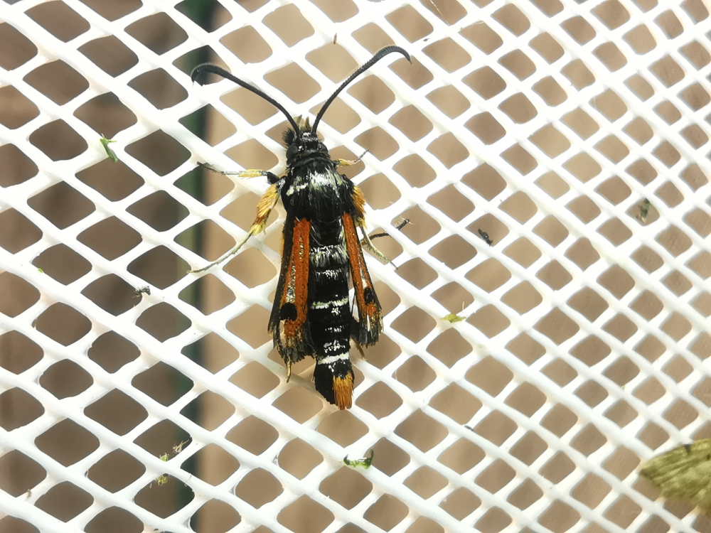  - Pyropteron chrysidiforme (Esper, 1782)