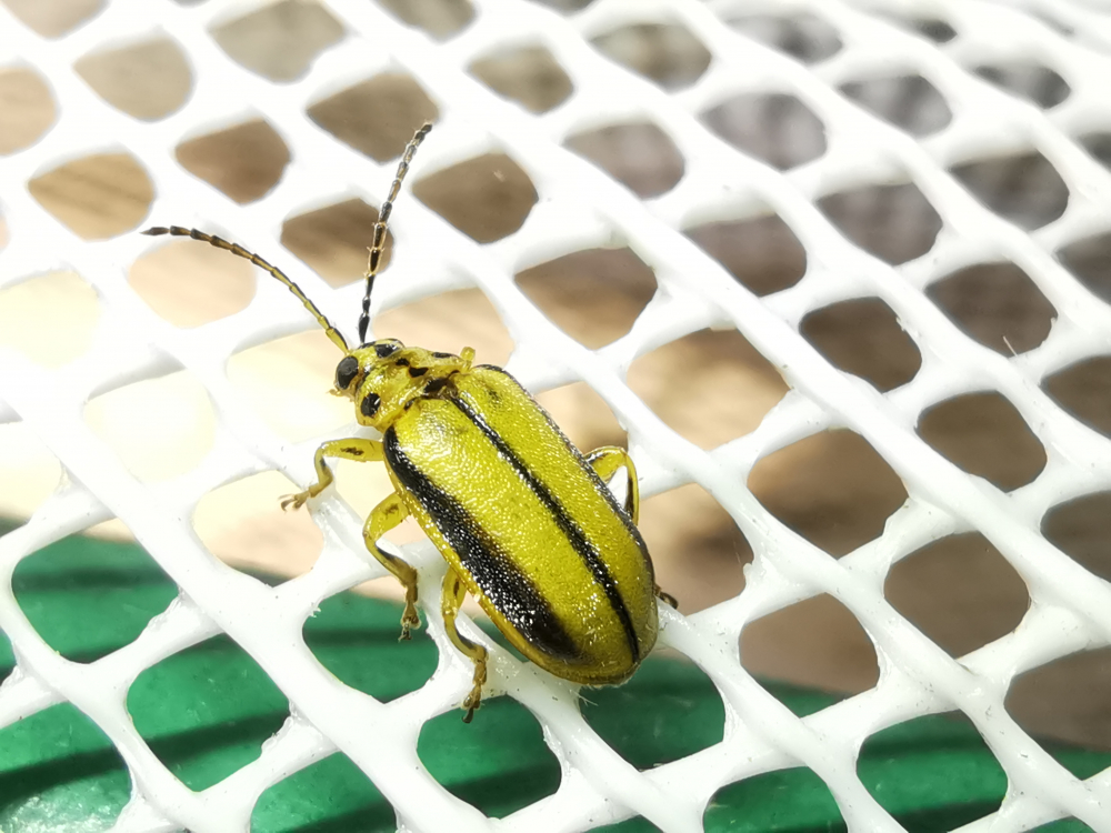 Escaravello dos umeiros - Xanthogaleruca luteola Müller, 1766