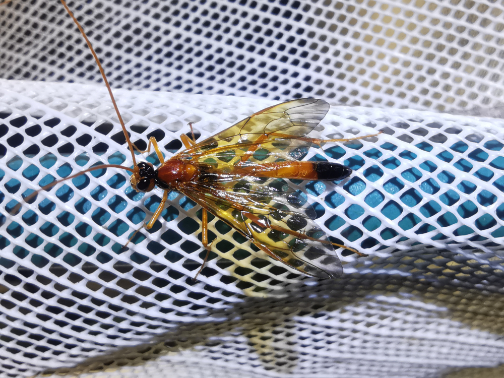  - Opheltes glaucopterus (Linnaeus, 1758)