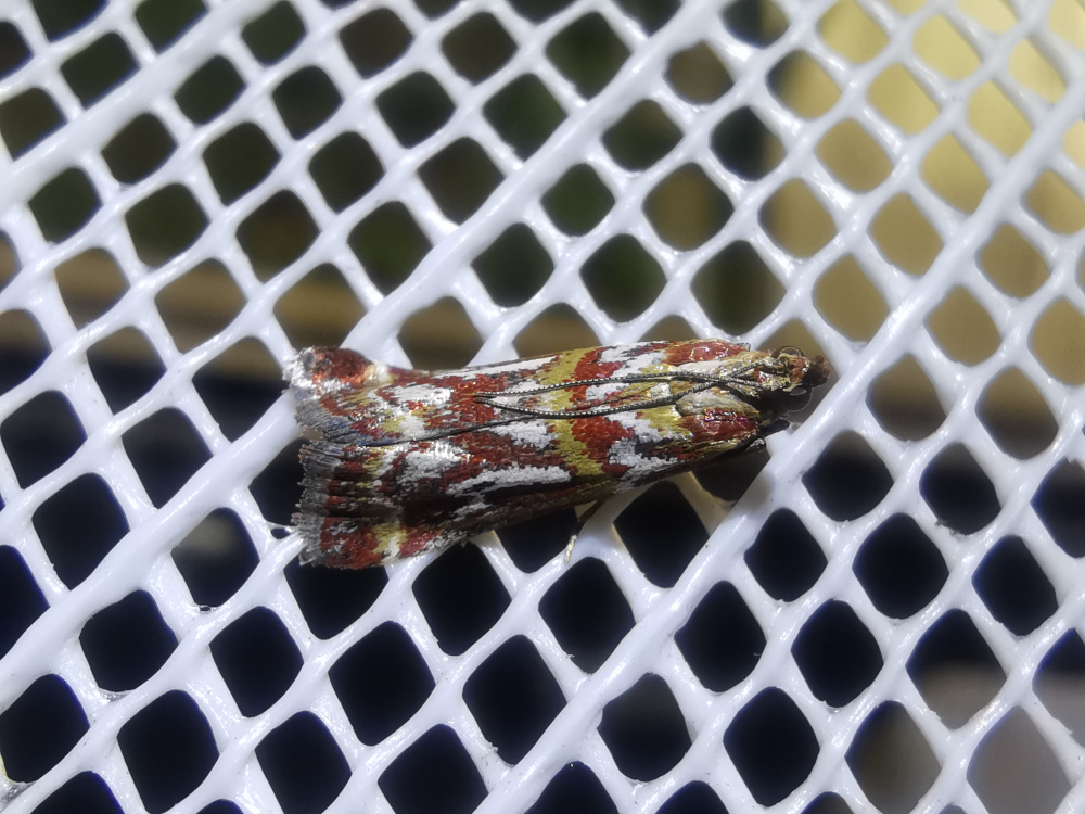  - Acrobasis porphyrella