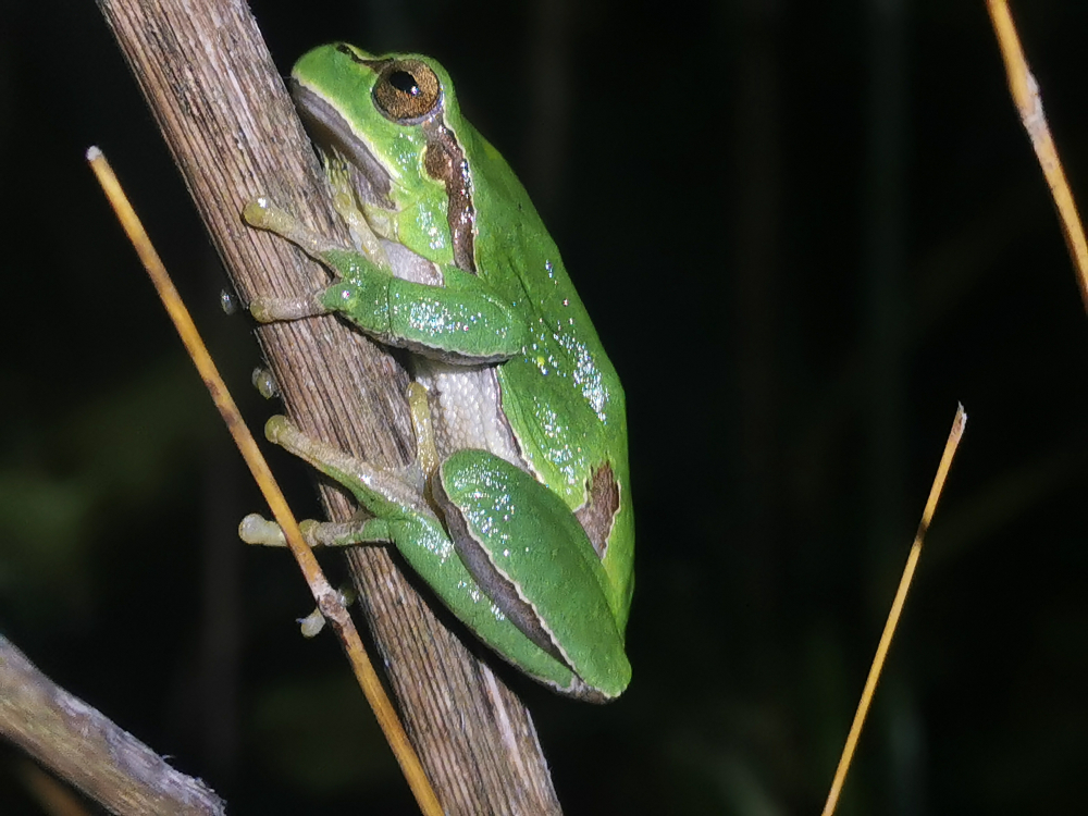 Rela - Hyla molleri