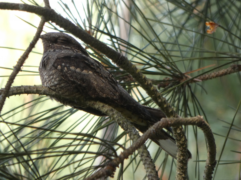 Noitébrega - Caprimulgus europaeus Linnaeus, 1758