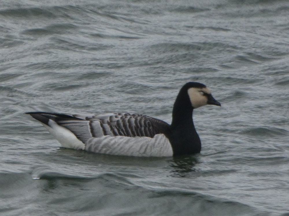 Ganso de cara branca - Branta leucopsis (Bechstein, 1803)