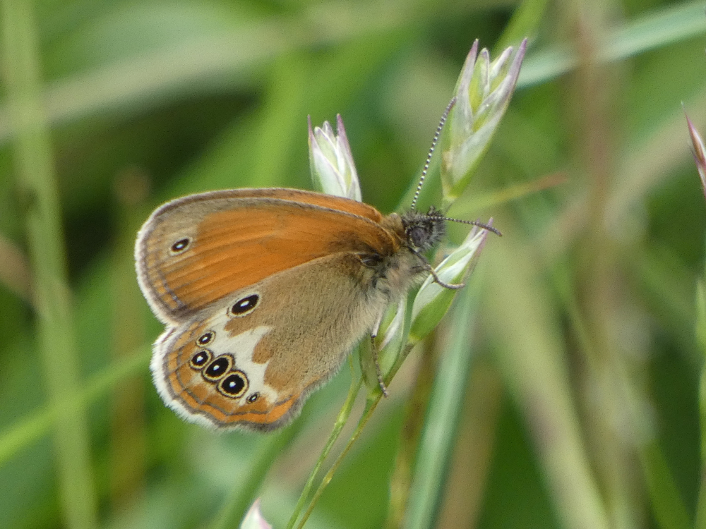 Maricela manchada - Coenonympha arcania Linnaeus, 1761