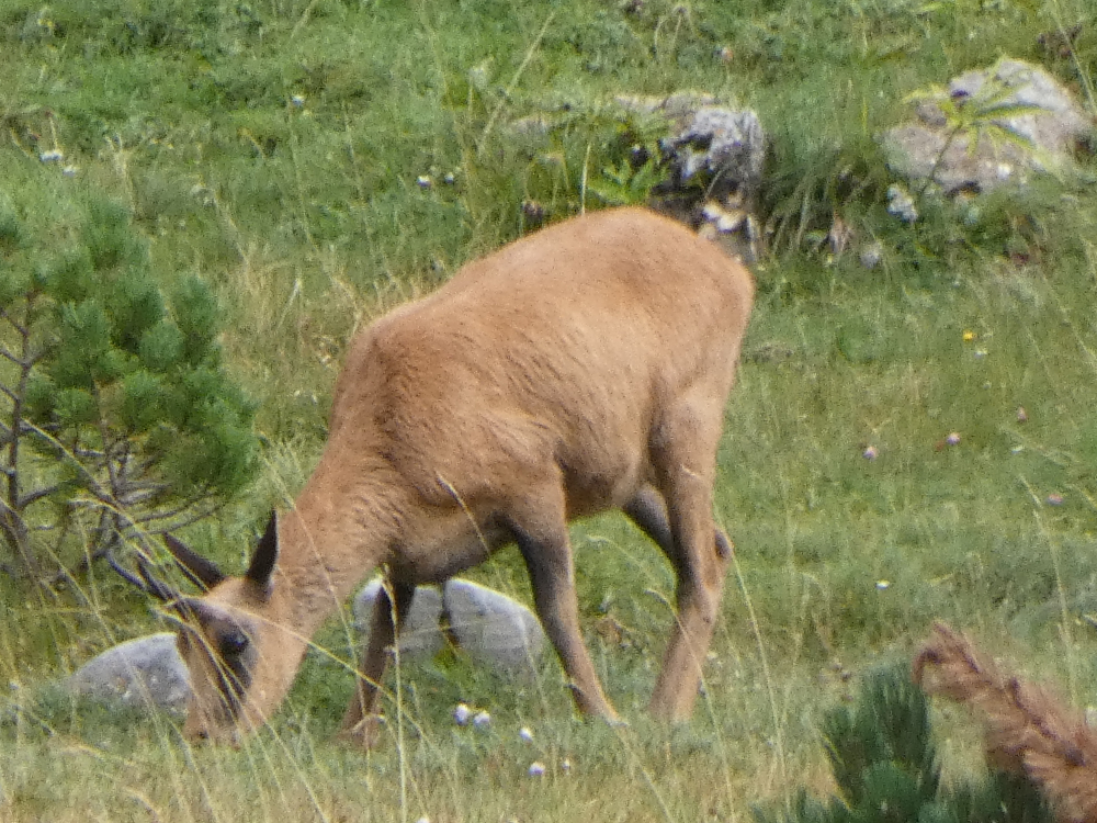 Rebezo - Rupicapra pyrenaica