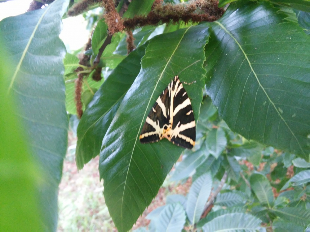 Mariposa tigre - Euplagia quadripunctaria (Poda, 1761)