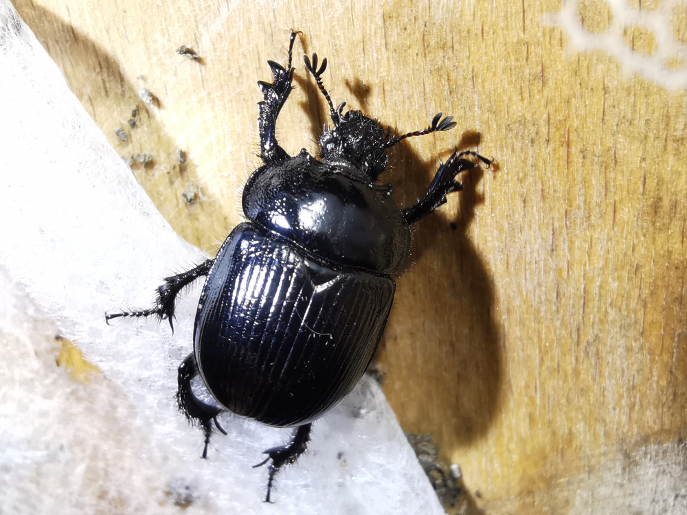 Escaravello minotauro - Typhaeus typhoeus
