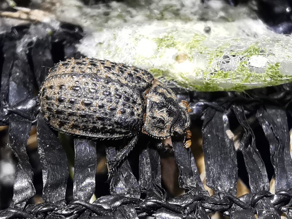 Escaravello ibérico - Trox hispanicus Harold, 1872
