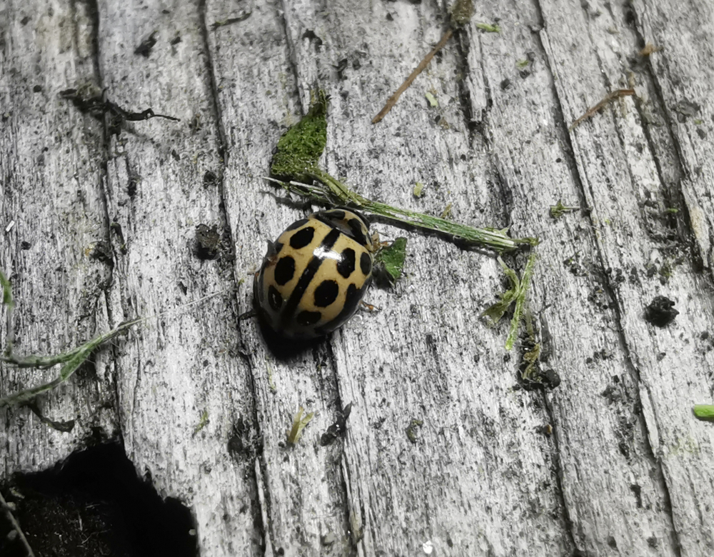 Xoaniña de dezaseis puntos - Tytthaspis sedecimpunctata ( Linneo , 1761) 