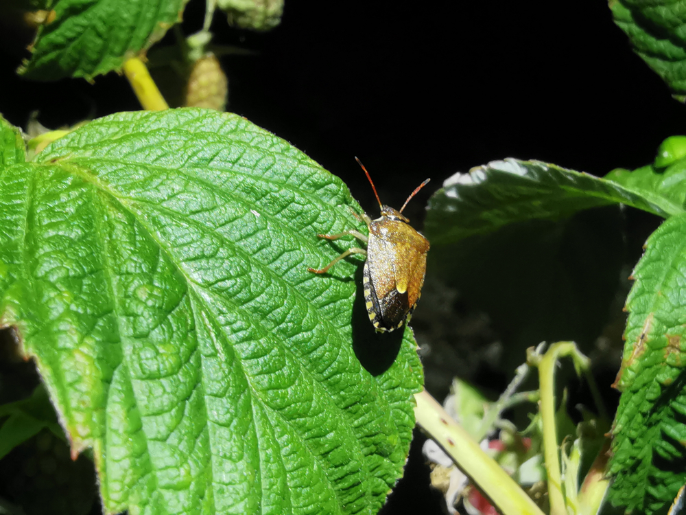  - Peribalus strictus