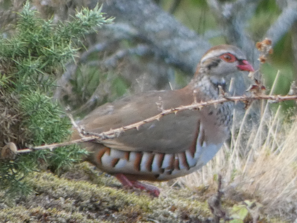 Perdiz - Alectoris rufa (Linnaeus, 1758)