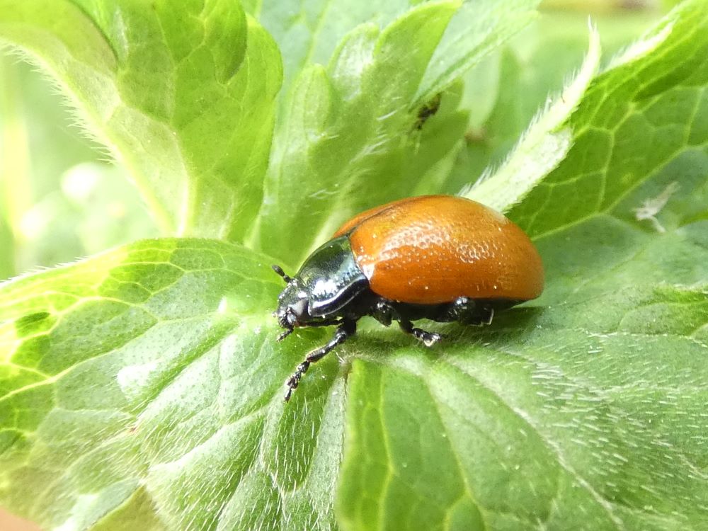 Escaravello das follas do choupo - Chrysomela populi (Linnaeus, 1758)