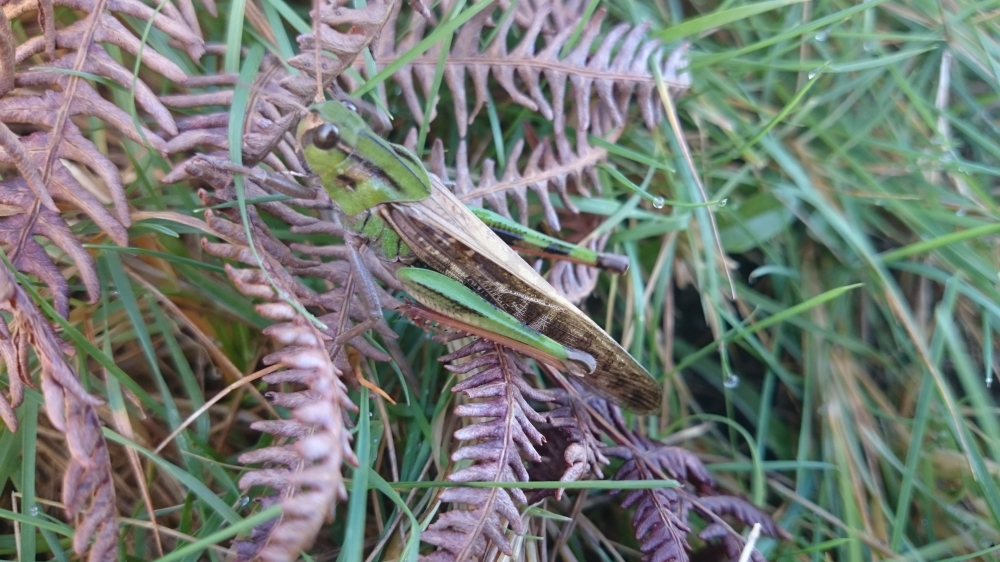 Legumia migratoria - Locusta migratoria Linnaeus, 1758