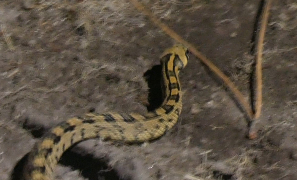 Cobra de escada - Zamenis scalaris (Schinz, 1822)