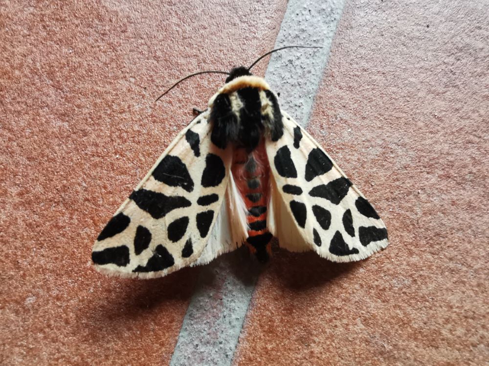 Velairiña tigre - Cymbalophora pudica