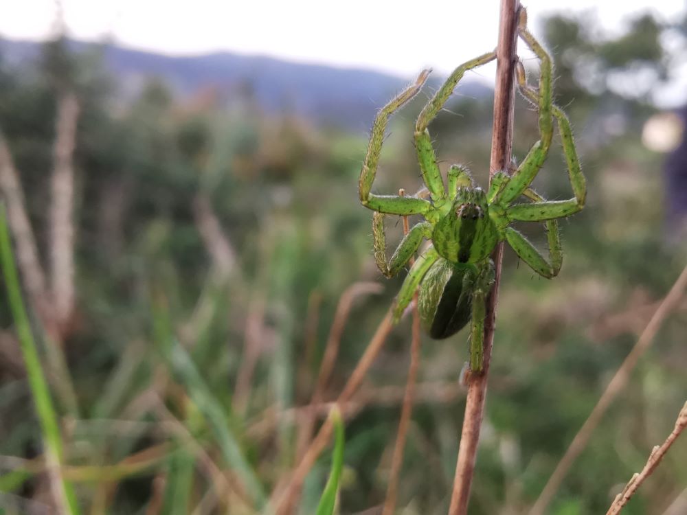 Araña cazadora verde lígure - micrommata ligurina