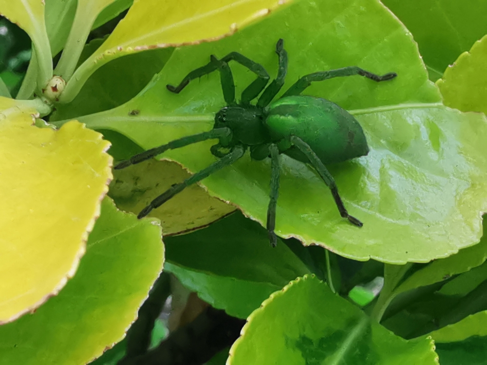 Araña cazadora verde - Micromata virescens (Clerck, 1757)