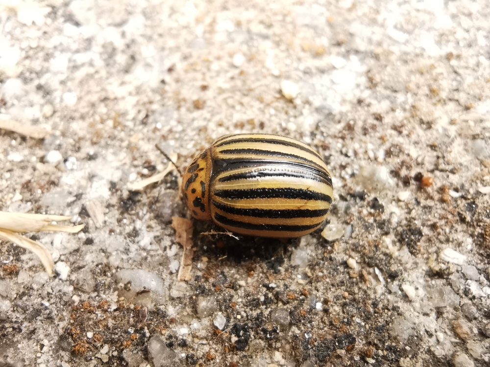 Escaravello da pataca - Leptinotarsa decemlineata (Say, 1824)