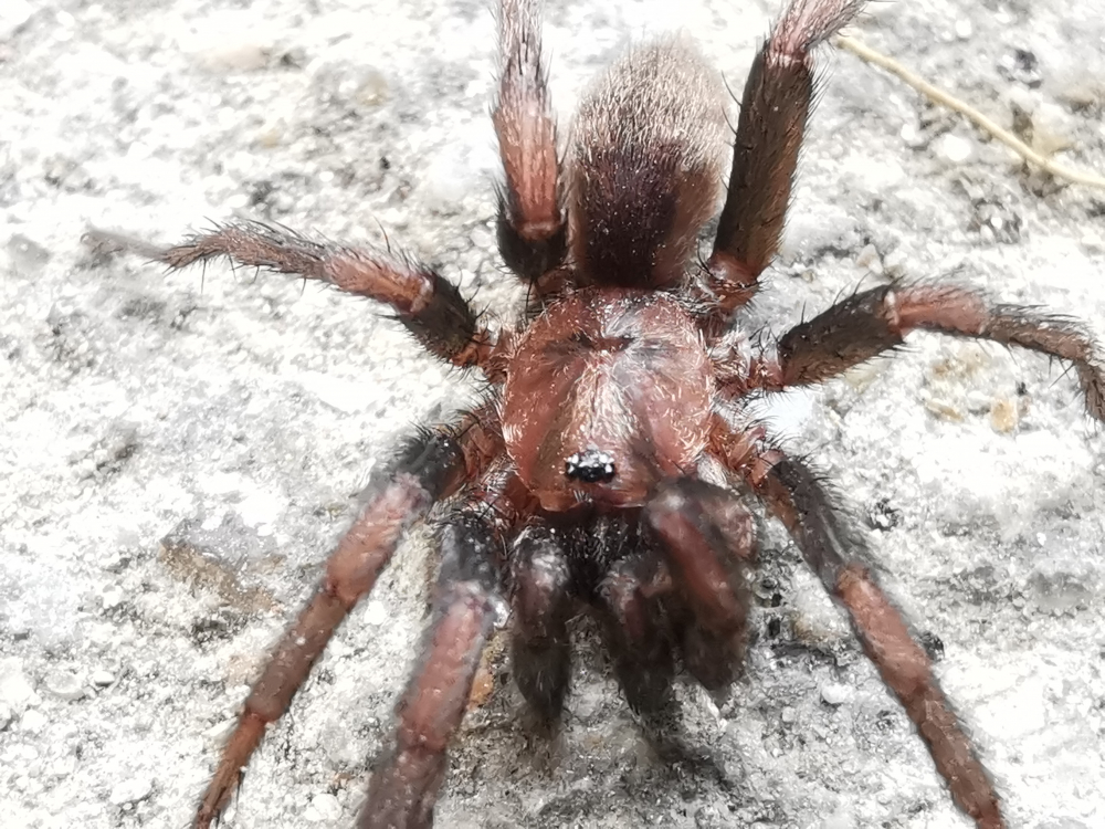 Araña de trampilla - Nemesia sp