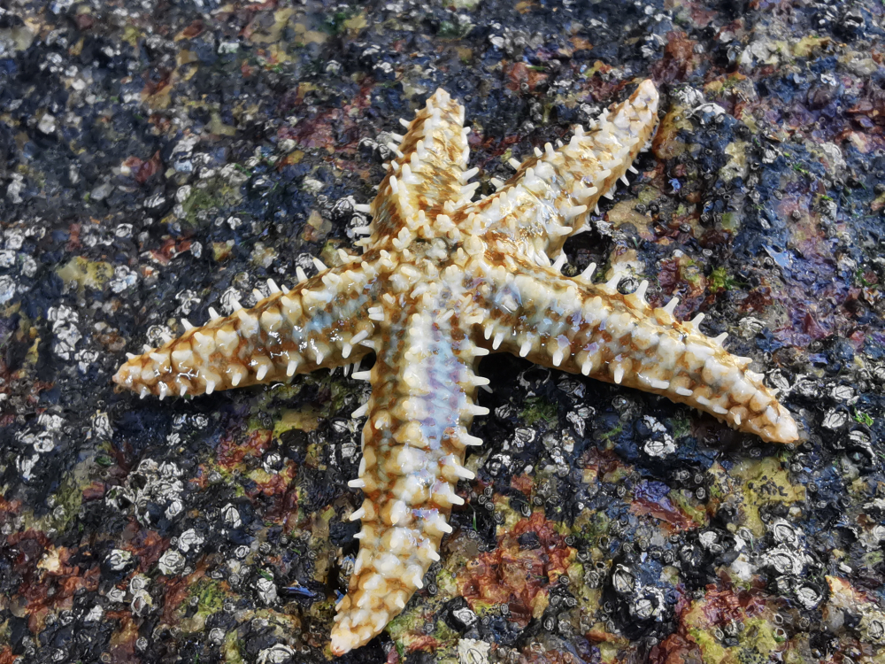 Estrella de mar común - Marthasterias glacialis (Linnaeus, 1758)