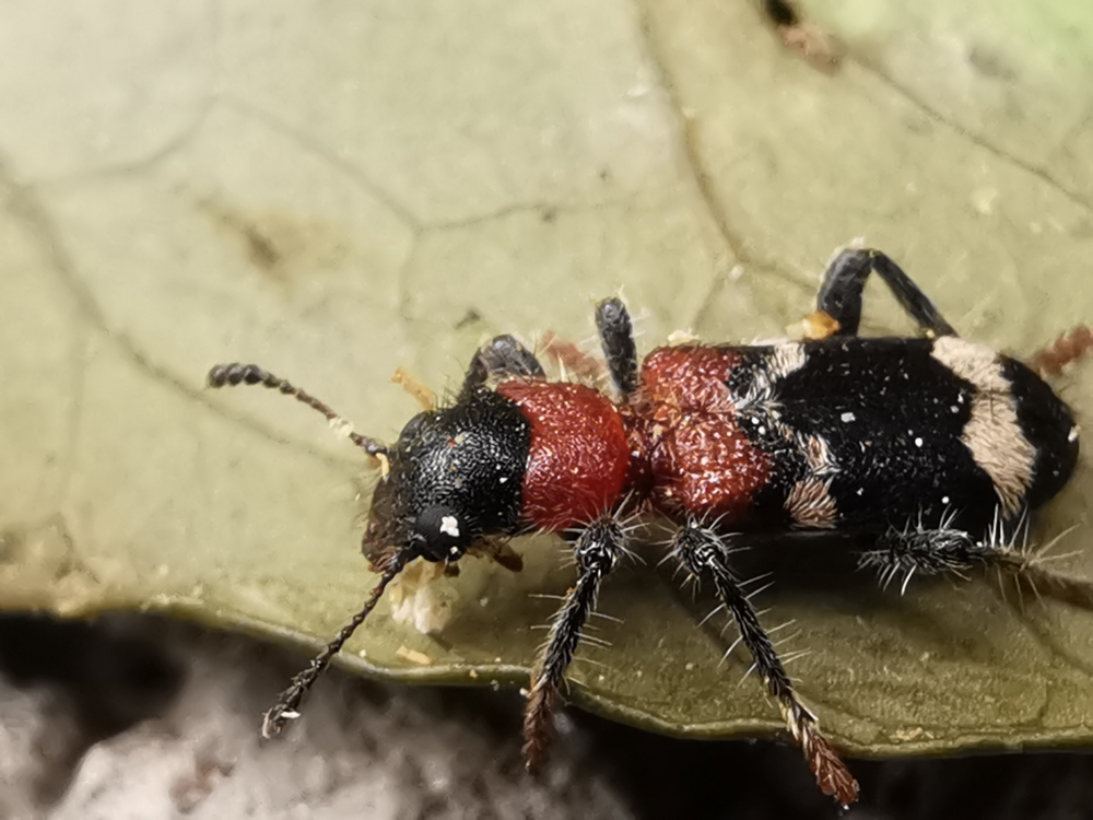 Escarabajo hormiga - Thanasimus formicarius (Linnaeus, 1758)