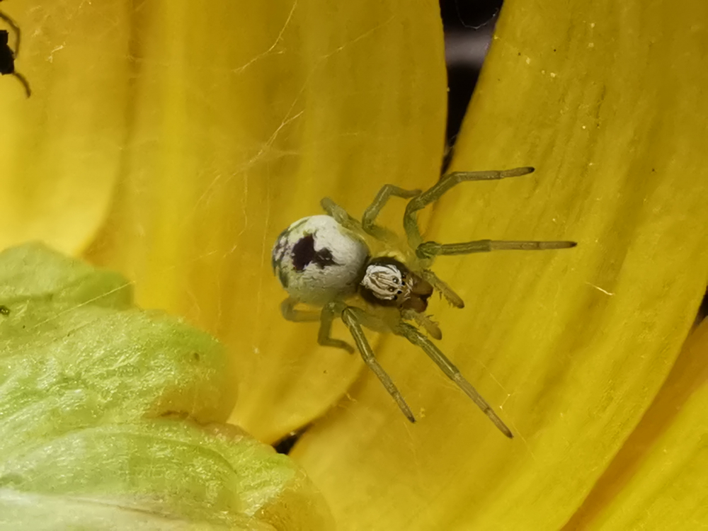 Araña cribelada  - Nigma puella (Simon, 1870)