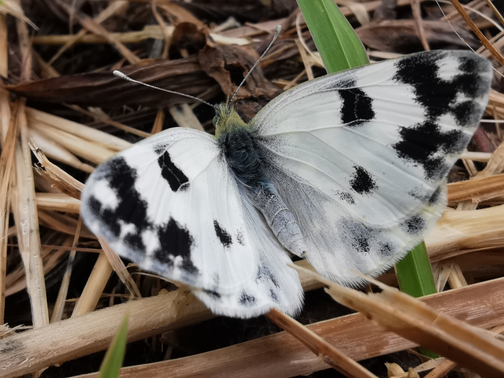Mariposa blanquiverdosa - Pontia daplidice (Linnaeus, 1758)