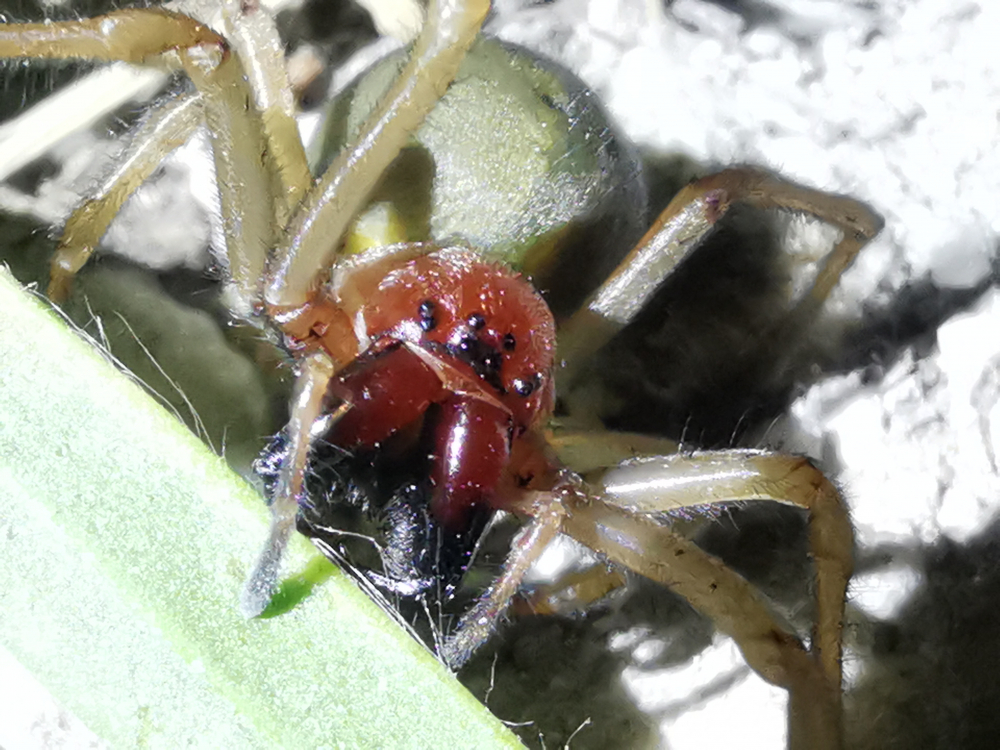Araña de saco amarillo - Cheiracanthium sp.