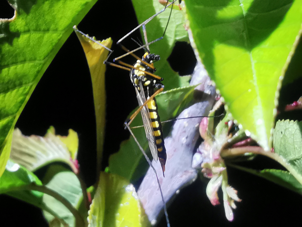 Meiga común - Nephrotoma sp