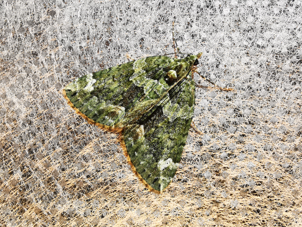 Avelaíña alfombra verde - Chloroclysta miata (Linnaeus, 1758)