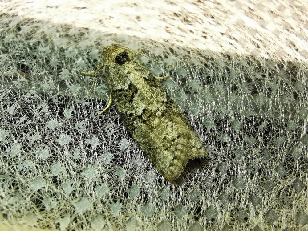  - Cnephasia stephensiana Doubleday, 1850