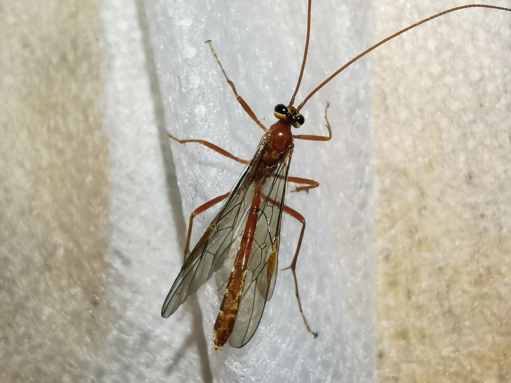 Avespa eniscopilus - Enicospilus Stephens, 1835