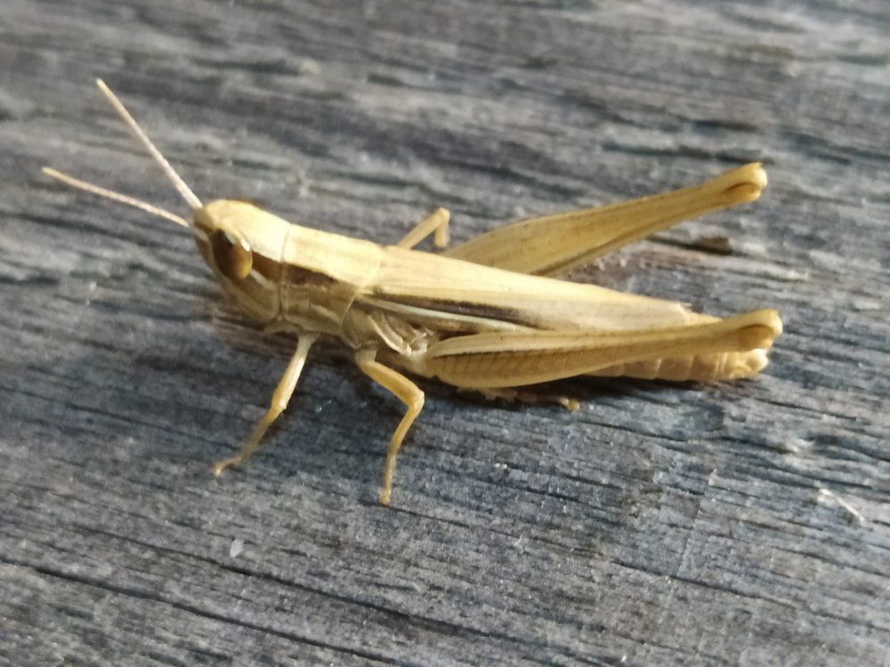  - Euchorthippus elegantulus Zeuner, 1940